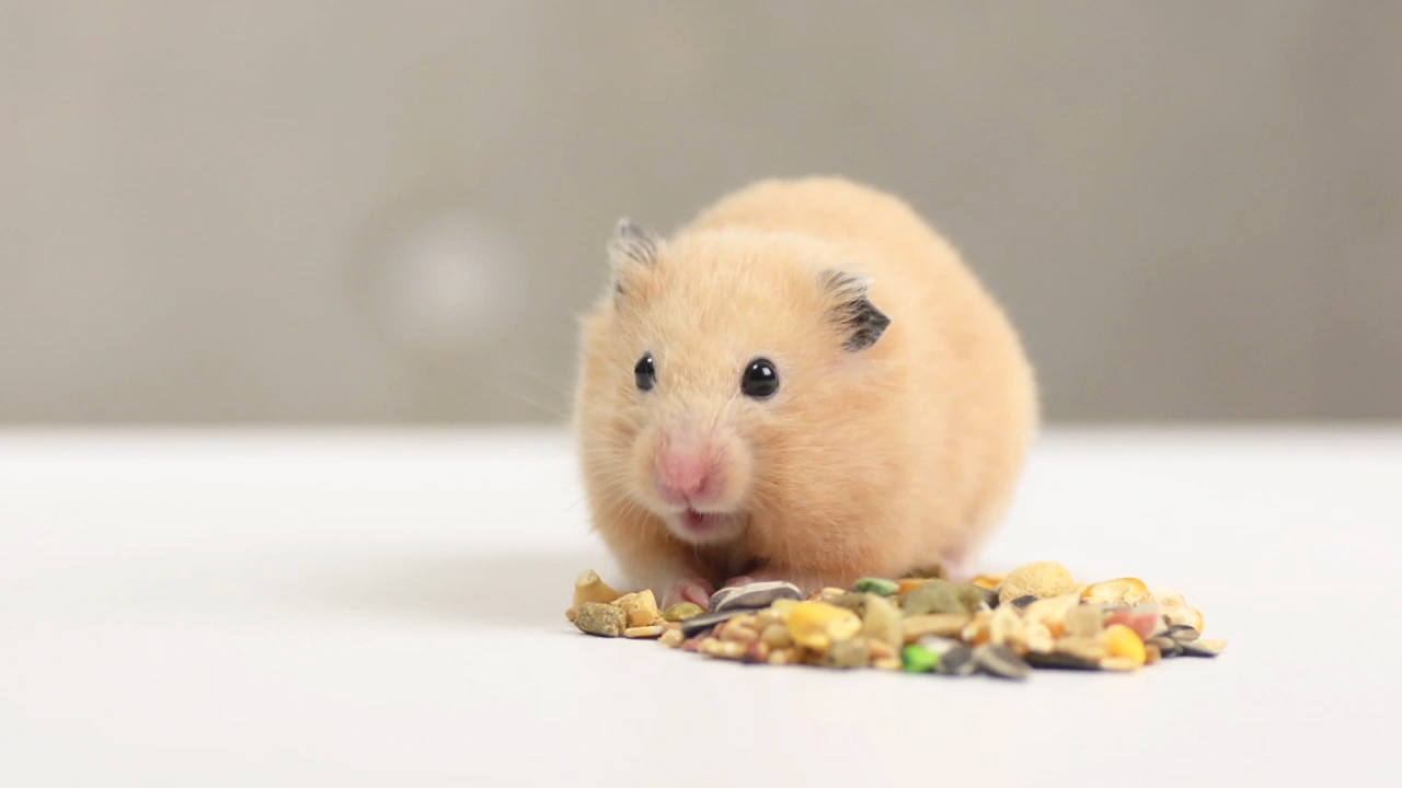 De quoi les hamsters ont-ils besoin pour la vie des espèces? | Mon hamster