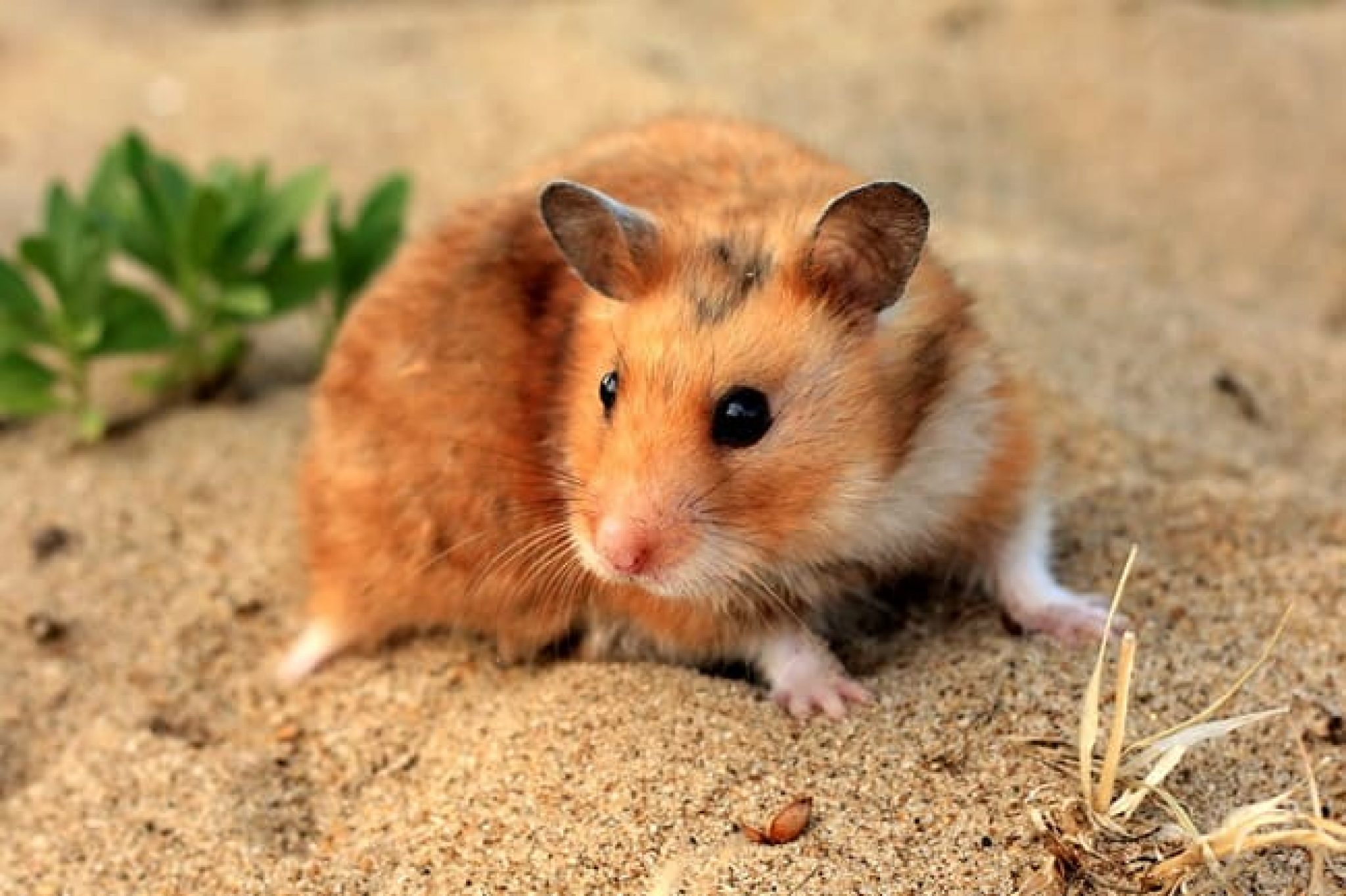 Le hamster doré comme animal de compagnie: un guide d'information | Mon ...